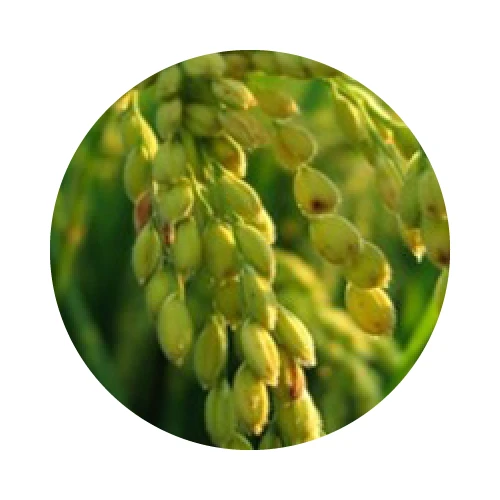 HUILE DE SON DE RIZ BIO